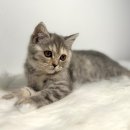 파밀리에드마스코타 천안두정점 천안강아지분양 천안고양이분양 이미지