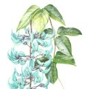 보태니컬 이미지