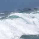 완도10호 이미지