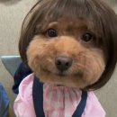 몽실헤어샵 | Oa Hair, Pangyo| Short Hair