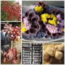 재임농장 이미지