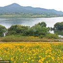 원주굽이길 9코스 흥원창길 | 원주 금계국 명소 흥원창 조운선 전망대 강원도 6월 가볼만한곳