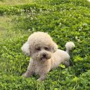 퍼피랑 | 인도네시아 발리 자유여행 우붓 퍼피요가 후기