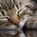 삼마네개냥이 이미지