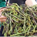 유혜영목장 이미지