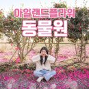 아일랜드플라워 네이버블로그