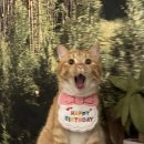 니술내술 이미지