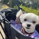 삼콩댕댕이발소 이미지