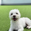 광주애견유치원호텔미용 마마스미독펜트하우스 본점 | 광주애견호텔 추천 마마스미독펜트하우스 본점 후기