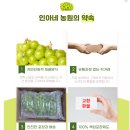 [현대mall][아이러브경북]영천 포도신품종! 골드스위트 초특가 라이브쇼핑