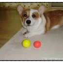 스타독스 이미지