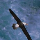 알바트로스 이미지