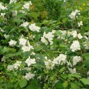 오대산별장 이미지