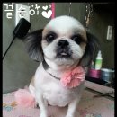 멍군애견 이미지