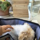 아이랑 동물병원 이미지