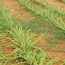 소화 효소가 가득 들어 있는 음식 4선 이미지