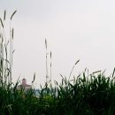 평안목장 이미지