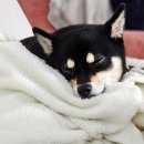 잘다녀오시개 이미지