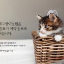 유어캣 고양이병원 이미지