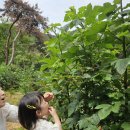 선녀농장 | 산딸기닷컴농장일기 2025년6월1일~30일까지