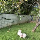 농림축산검역소 앞 이미지