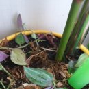 우리집 똥강아쥐 이미지