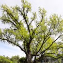 방학동 은행나무 이미지