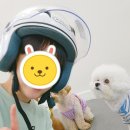 내 강아지의 봄 일산애견유치원&애견호텔 이미지