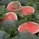 김길순농장 이미지