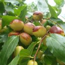 가야농원 이미지