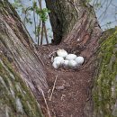 낙동강오리알 이미지