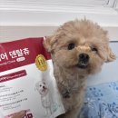 스마트덴탈 | [강아지덴탈껌/가수분해덴탈껌추천]강아지 가수분해 덴탈껌 하이케어 덴탈츄 급여후기