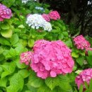 가배항2 이미지