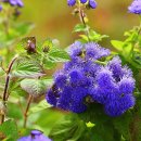 엘리제를 위하여 이미지