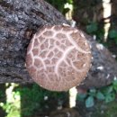 이상구표고농장 이미지