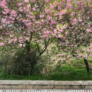 언덕위에늘푸른어린이집 | 경남 창원 겹벚꽃 명소 늘푸른전당 4월꽃구경 여행