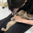고양이 미용실 안냥 이미지