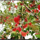 사과나무 이미지