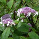 산수국 [아스페라수국, Hydrangea aspera] 이미지