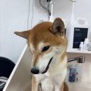 깔끔하개