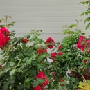 동경주하나로마트 이미지