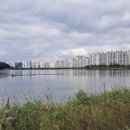 낙동생오리 이미지