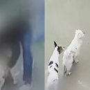 유자네 댕댕이 이미지