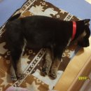 달곰이네 이미지