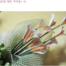 "장대한 미"와 "순결"이라는 꽃말을 지닌 카라(Calla).... 이미지