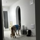 골든PC | [골든리트리버 제리] 대형견 자동급식기 밀리+다이소 받침대 정보있음