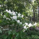 장원초교 이미지