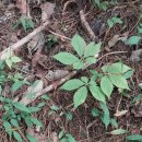 내린천약초 이미지