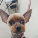 이향애견살롱 이미지