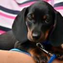 마이펫동물의료센터 이미지